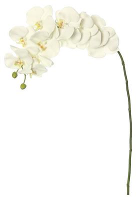Phalaenopsis Orchid 41" White