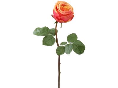 Ecuadorian Rose Bud 20.5" PchRd