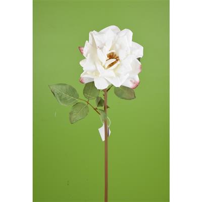 Dried Open Rose Stem 22" White