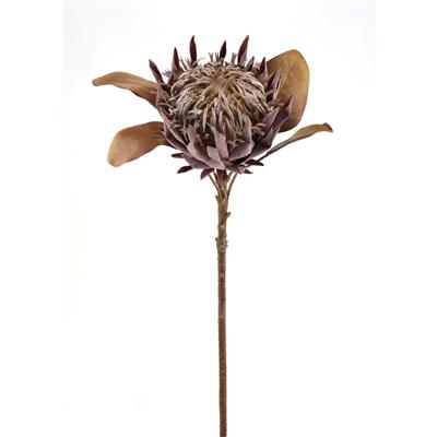 Dry Protea Stem 26" Brown