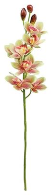 Cymbidium Orchid 40" Green/Red
