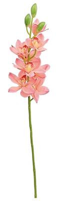Cymbidium Orchid 40" Rose