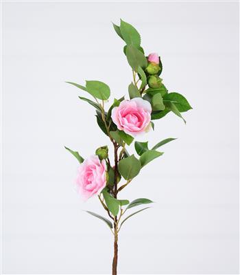 Camellia Stem 24" Pk