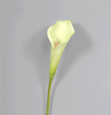 Calla Lily 20.5" Green