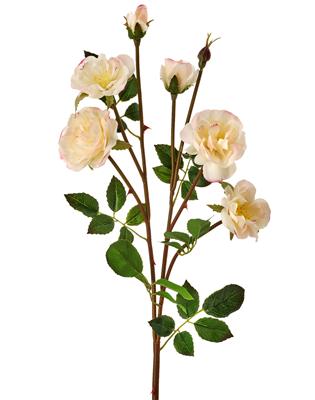 Rambling Rose x6 24" Blush