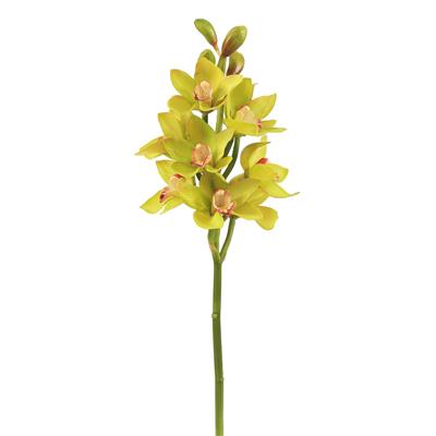 Open Cymbidium Orchid 21" Green