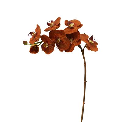 Phalaenopsis Orchid 34" Burnt Orange