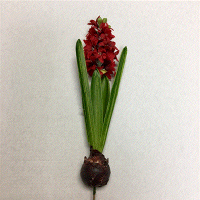 Fresh Cut Hyacinth 17" Red