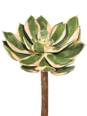 Spoon Succulent Pick 6.5" Variagated