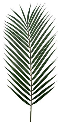 Palm Frond 35" Green