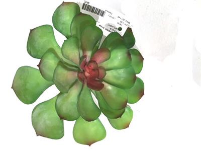 Echeveria Stem 8"x 6" Green