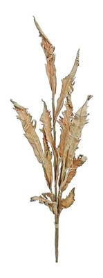 Dried Acanthus Grass Bundle 45" Beige