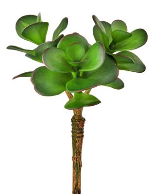 Triple Jade Succulent 6.5" Green