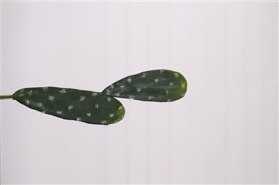Cactus Stem 16" Green