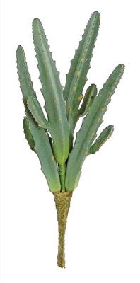 Finger Cactus Plant 10" Sage