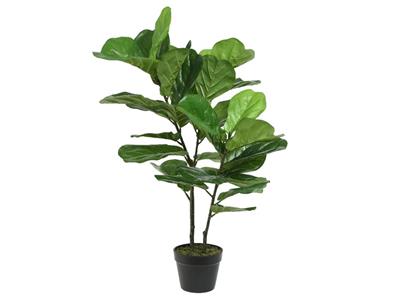 Fiddle Plant in Pot 39" Green