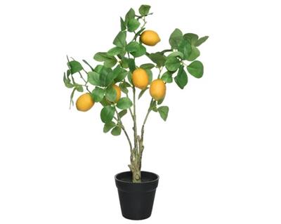 Lemon Tree in Pot 20"