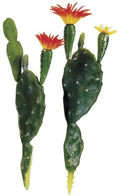 Prick. Pear Cactus 8.5" @2 Gr