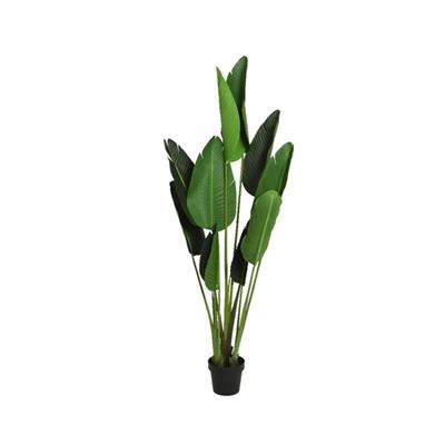 Strelitzia Plant in Pot 75"Green