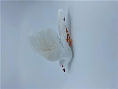 Dove Feather 5.5"x4" @12 Wht