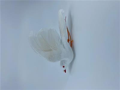 Dove Feather 5.5"x4" @12 Wht