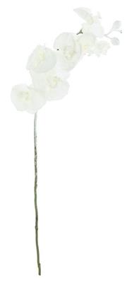 Frosted Phalaenopsis Spray 40" Wh