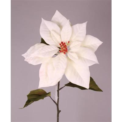 Poinsettia Natural 28" White