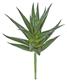 Mini Aloe Plant 7.5" Green