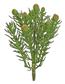 Desert Protea Plant 7" Pk/Gree