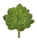 Cup Leaf Echeveria 6.5" Green