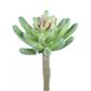 Succulent Plant 5.5" Green/Pk
