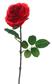 English Garden Rose 29" Red