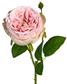English Garden Rose 17.75" Pink