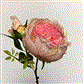 Rose Cabbage Stem 15" Pink