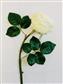 Garden Rose 22" White