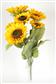 Sunflower Bush 22"