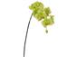Phalaenopsis x7 33.5" Green