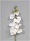 Phalaenopsis Spray 41" White