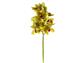 Cymbidium Orchid x9 19" Green