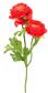 Ranunculus Stem 19" Red