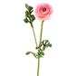 Ranunculus Stem 26" Pink
