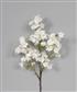 Cherry Blossom Sp. 42" White