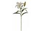 Lily Rubrum 21.5" White