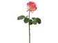 Ecuadorian Rose 20.5" PnkWh