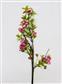 Plum Blossom 24" Orchid