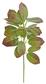 Aucuba Leaf Pick 16" Burgundy/Green