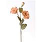 Dried Lisianthus Spray 23" Coral