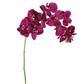 Phalaenopsis Spray 37" Violet