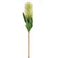 Banksia Protea Stem 30" Green