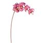 Phalaenopsis Orchid 34" Orchid Green